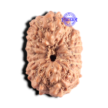 Load image into Gallery viewer, 15 Mukhi Indonesian Rudraksha - Bead No.325
