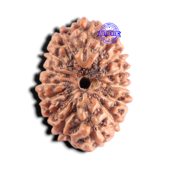 15 Mukhi Indonesian Rudraksha - Bead No.326