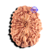 Load image into Gallery viewer, 15 Mukhi Indonesian Rudraksha - Bead No.327

