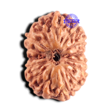Load image into Gallery viewer, 15 Mukhi Indonesian Rudraksha - Bead No.328
