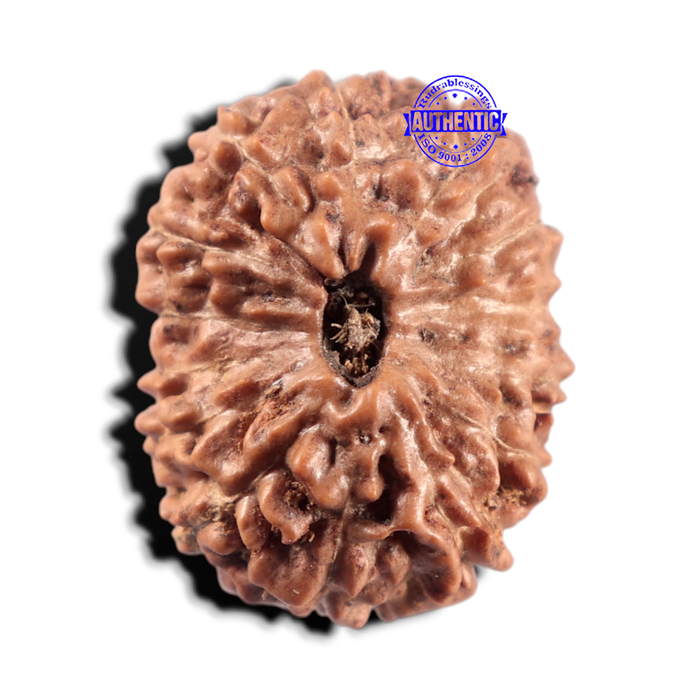 14 mukhi Indonesian Rudraksha -  Bead No. 428