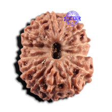 Load image into Gallery viewer, 14 mukhi Indonesian Rudraksha -  Bead No. 432
