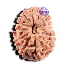 Load image into Gallery viewer, 14 mukhi Indonesian Rudraksha -  Bead No. 434
