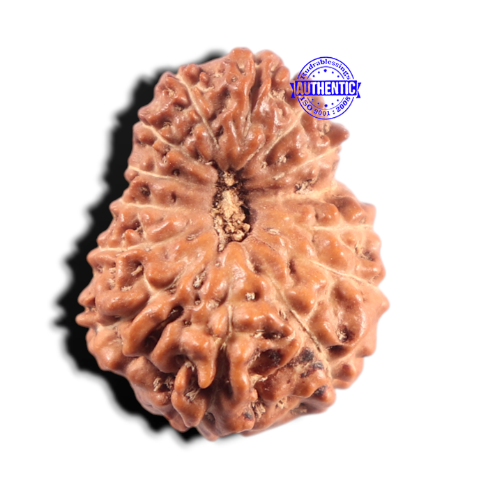 14 mukhi Indonesian Rudraksha -  Bead No. 436