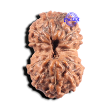 Load image into Gallery viewer, 14 mukhi Indonesian Rudraksha -  Bead No. 438
