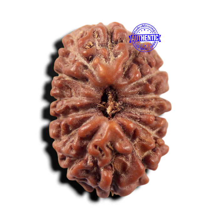 14 mukhi Indonesian Rudraksha -  Bead No. 442