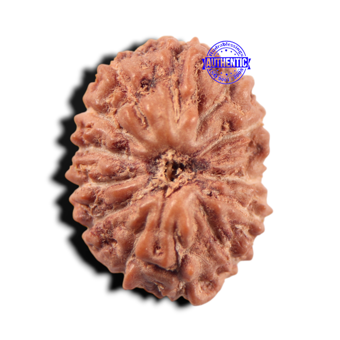 14 mukhi Indonesian Rudraksha -  Bead No. 443