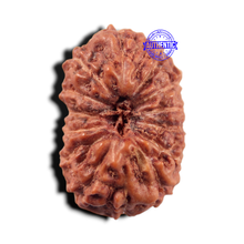 Load image into Gallery viewer, 14 mukhi Indonesian Rudraksha -  Bead No. 444
