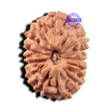 Load image into Gallery viewer, 14 mukhi Indonesian Rudraksha -  Bead No. 446
