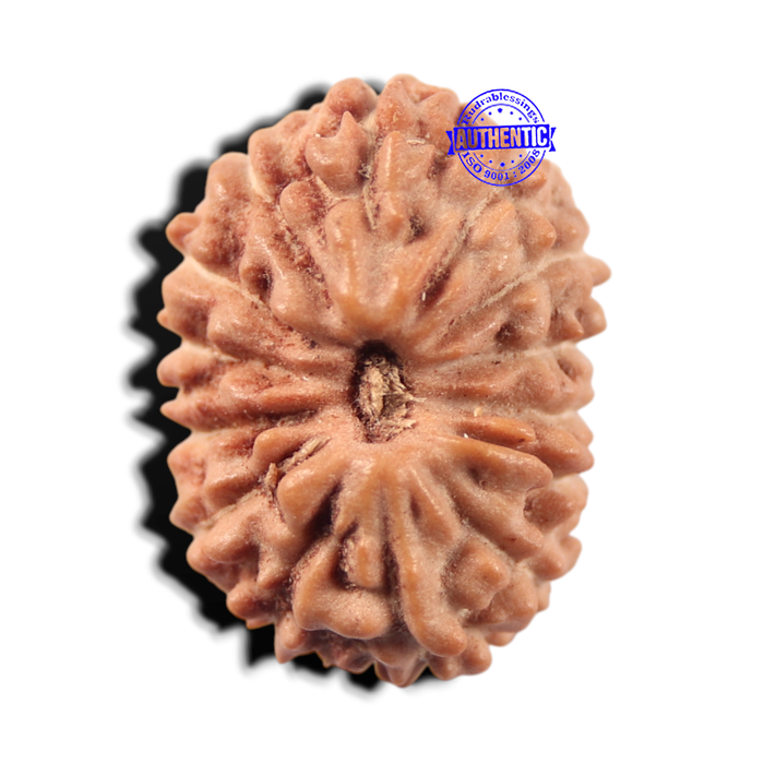 14 mukhi Indonesian Rudraksha -  Bead No. 446