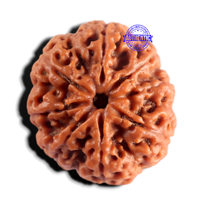 8 Mukhi Nepalese Rudraksha - Bead No. 465