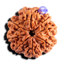 Load image into Gallery viewer, 8 Mukhi Nepalese Rudraksha - Bead No. 466
