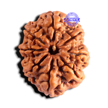 Load image into Gallery viewer, 8 Mukhi Nepalese Rudraksha - Bead No. 467
