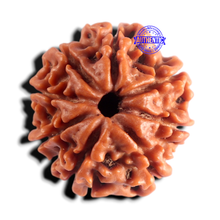 Load image into Gallery viewer, 8 Mukhi Nepalese Rudraksha - Bead No. 469
