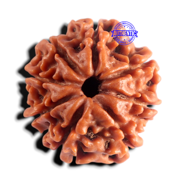 8 Mukhi Nepalese Rudraksha - Bead No. 469