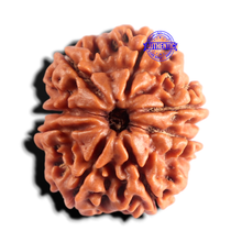 Load image into Gallery viewer, 8 Mukhi Nepalese Rudraksha - Bead No. 470
