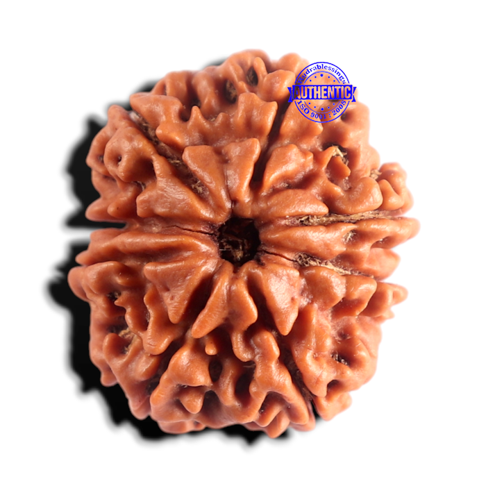8 Mukhi Nepalese Rudraksha - Bead No. 470