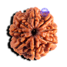 Load image into Gallery viewer, 8 Mukhi Nepalese Rudraksha - Bead No. 471
