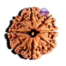 Load image into Gallery viewer, 8 Mukhi Nepalese Rudraksha - Bead No. 473
