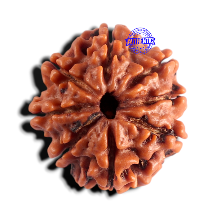 8 Mukhi Nepalese Rudraksha - Bead No. 474