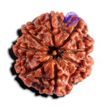 Load image into Gallery viewer, 8 Mukhi Nepalese Rudraksha - Bead No. 476

