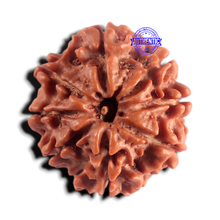 Load image into Gallery viewer, 8 Mukhi Nepalese Rudraksha - Bead No. 477
