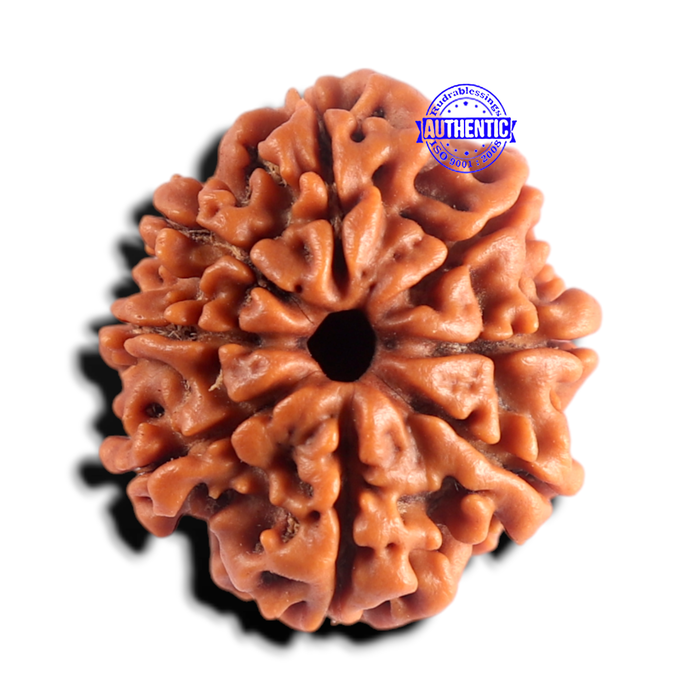 8 Mukhi Nepalese Rudraksha - Bead No. 479