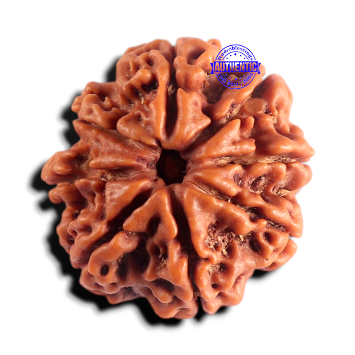 8 Mukhi Nepalese Rudraksha - Bead No. 480