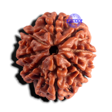 Load image into Gallery viewer, 8 Mukhi Nepalese Rudraksha - Bead No. 481
