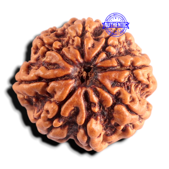 8 Mukhi Nepalese Rudraksha - Bead No. 482