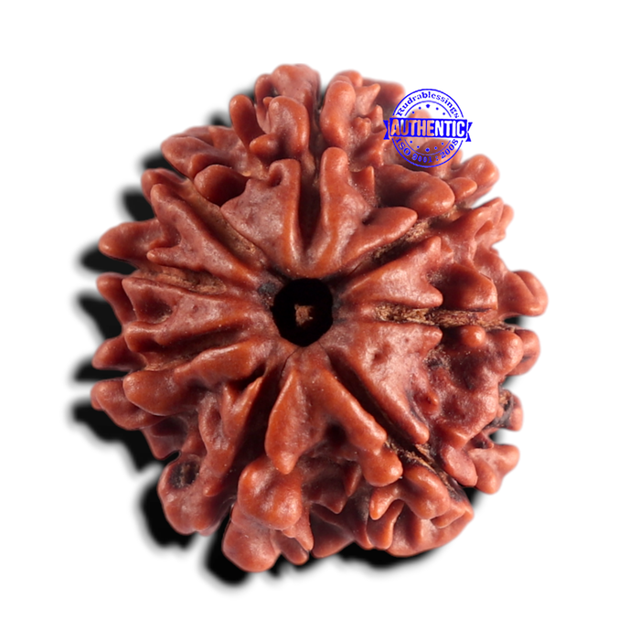 8 Mukhi Nepalese Rudraksha - Bead No. 483