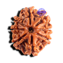 Load image into Gallery viewer, 8 Mukhi Nepalese Rudraksha - Bead No. 484
