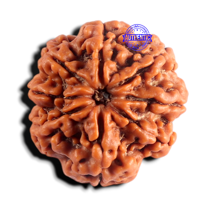 8 Mukhi Nepalese Rudraksha - Bead No.485