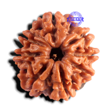 Load image into Gallery viewer, 8 Mukhi Nepalese Rudraksha - Bead No. 486
