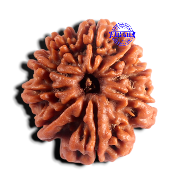 9 Mukhi Nepalese Rudraksha - Bead No. 482