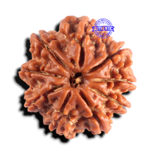 Load image into Gallery viewer, 9 Mukhi Nepalese Rudraksha - Bead No. 483

