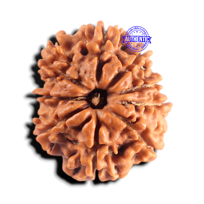 9 Mukhi Nepalese Rudraksha - Bead No. 484