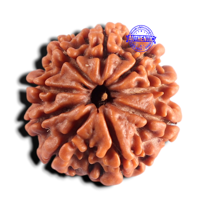 9 Mukhi Nepalese Rudraksha - Bead No. 486