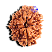 Load image into Gallery viewer, 9 Mukhi Nepalese Rudraksha - Bead No. 487
