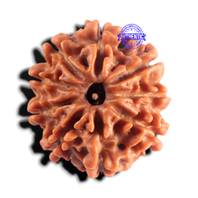 Load image into Gallery viewer, 9 Mukhi Nepalese Rudraksha - Bead No. 488
