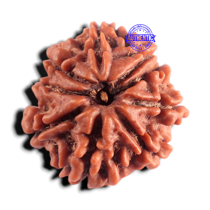 9 Mukhi Nepalese Rudraksha - Bead No. 489