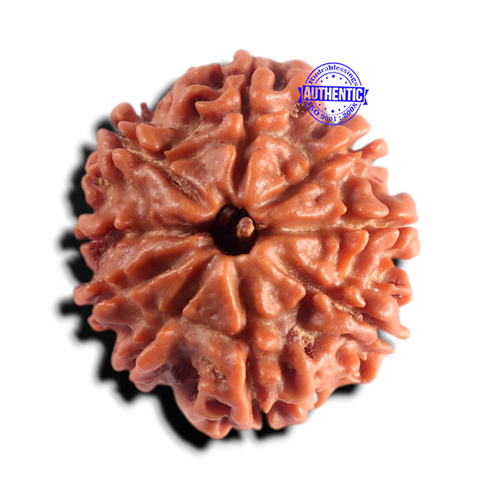 9 Mukhi Nepalese Rudraksha - Bead No. 490