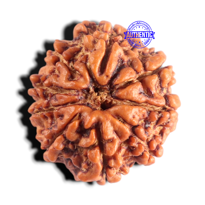 9 Mukhi Nepalese Rudraksha - Bead No. 492