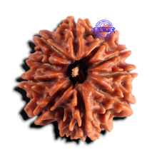 Load image into Gallery viewer, 9 Mukhi Nepalese Rudraksha - Bead No. 493
