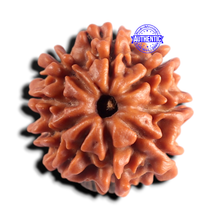 Load image into Gallery viewer, 9 Mukhi Nepalese Rudraksha - Bead No. 495
