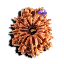 Load image into Gallery viewer, 12 Mukhi Nepalese Rudraksha - Bead No 404
