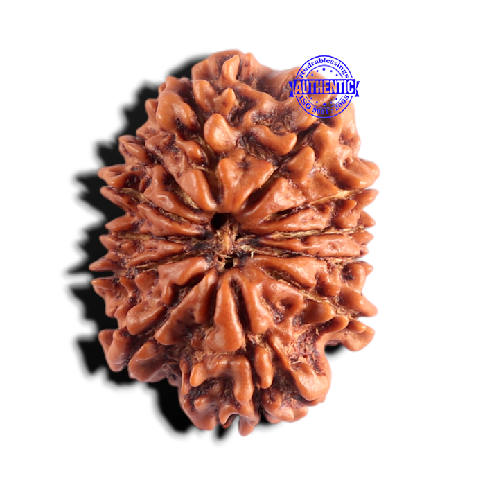 12 Mukhi Nepalese Rudraksha - Bead No 405