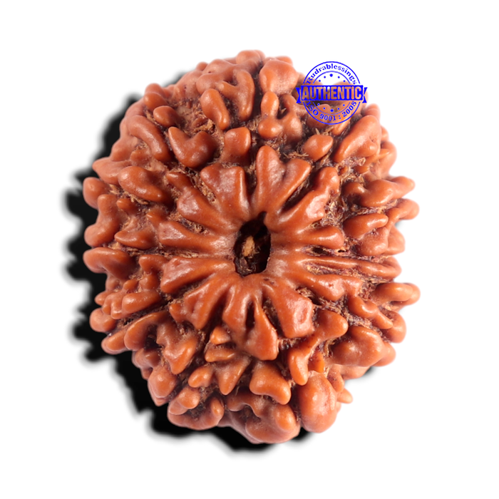 12 Mukhi Nepalese Rudraksha - Bead No 406