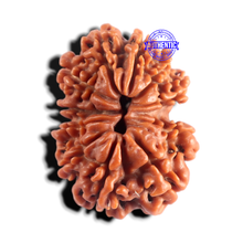 Load image into Gallery viewer, 12 Mukhi Nepalese Rudraksha - Bead No 407
