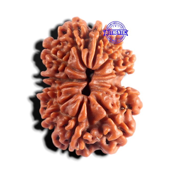 12 Mukhi Nepalese Rudraksha - Bead No 407